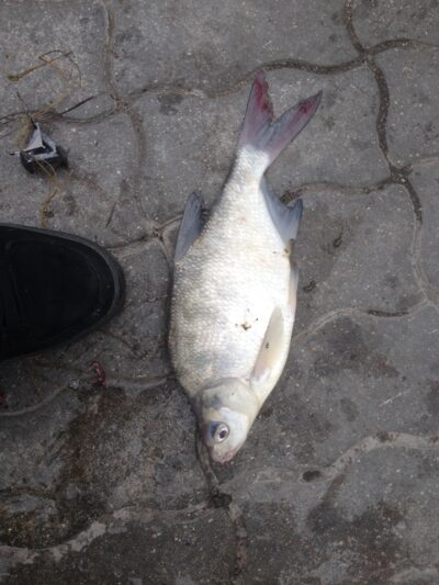 Carp bream, 1.2 kg — Kuršių