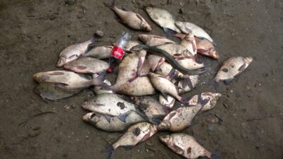 Carp bream — Snogeholmssjön