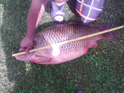 Carp, 20.8 kg — Neman River