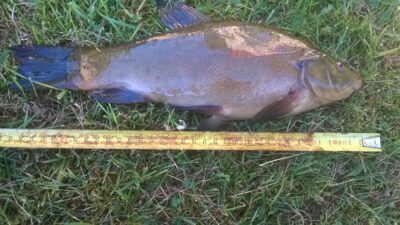 Tench, 0.8 kg