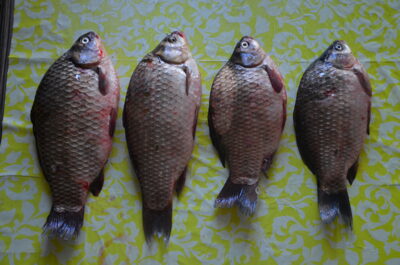 Prussian carp ×4 — Kaunas reservoir