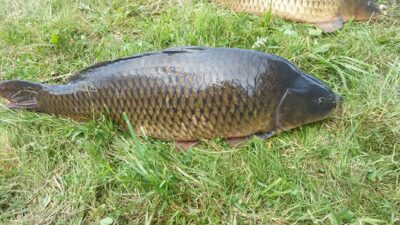 Carp, 9.2 kg