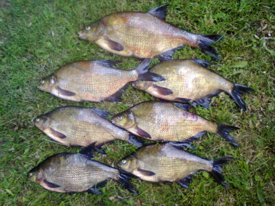 Carp bream ×7 — Mūša
