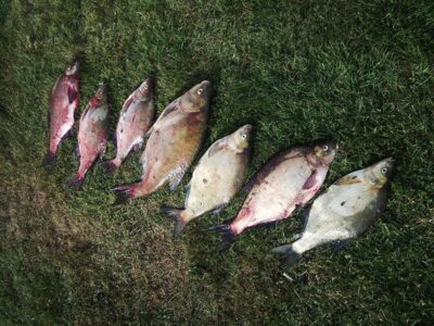 Carp bream ×7 — Neman River