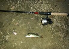 Eurasian perch — Lampėdis
