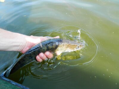 Pike perch — Minija