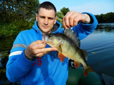 Eurasian perch, 0.6 kg — Minija