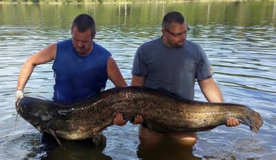 Wels catfish, 52.5 kg — Ilgis