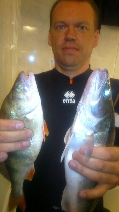 Pike perch, 0.8 kg