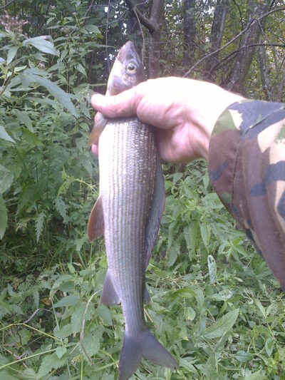 Grayling — Šventoji