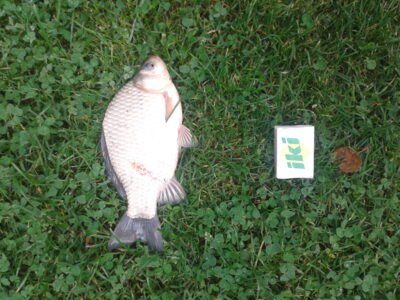 Prussian carp — Garliavos I-asis
