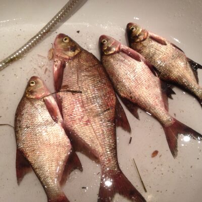 Carp bream ×4 — Aukštųjų Kaplių