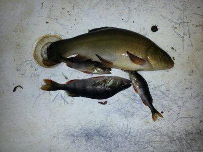 Tench, 0.4 kg