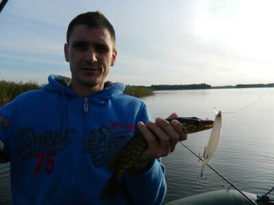 Northern Pike — Stirniai