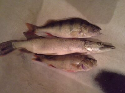 Eurasian perch