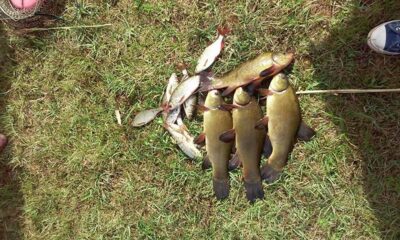 Tench ×7