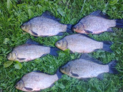Crucian carp ×6 — Dvariukų