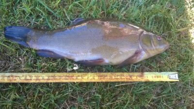 Tench, 0.7 kg