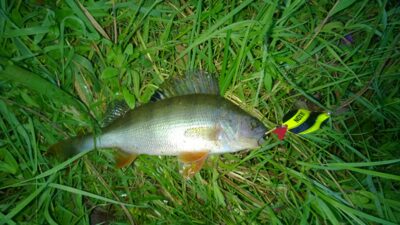 Eurasian perch, 0.3 kg — Neris River