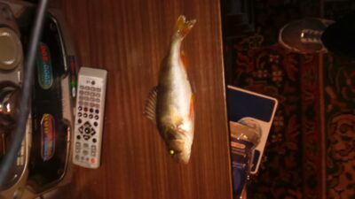Eurasian perch
