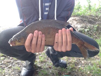 Carp bream, 1.2 kg — Vilkokšnis