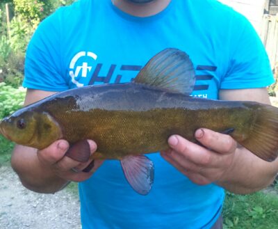 Tench