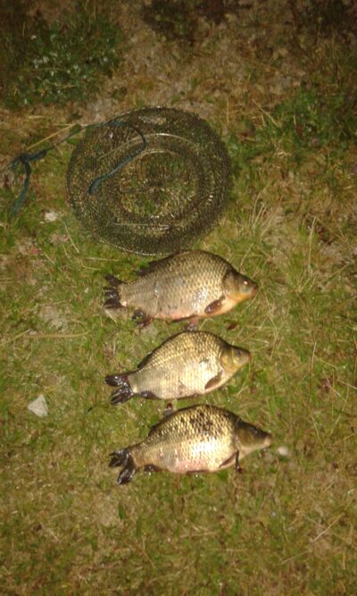 Crucian carp — Talkša