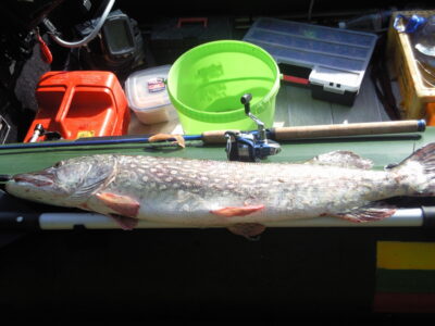 Northern Pike, 4.0 kg — Kuršių