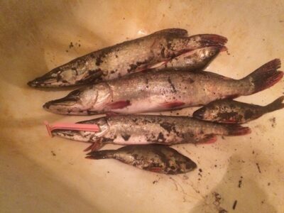 Northern Pike ×3