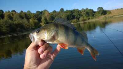 Eurasian perch, 0.4 kg — Gilūšis