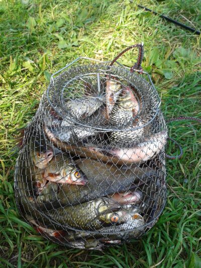 Carp bream ×15 — Elektrėnai reservoir