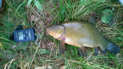 Tench, 0.8 kg