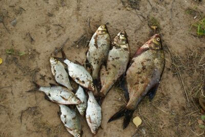 Carp bream ×9 — Karališkių
