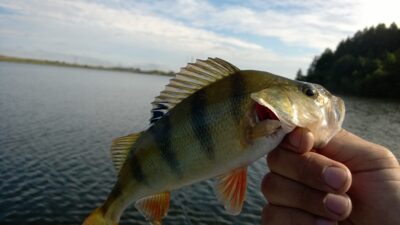 Eurasian perch, 0.2 kg — Gilūšis