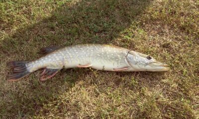 Northern Pike, 1.8 kg — Neman River