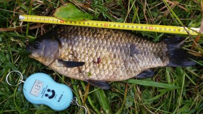 Prussian carp, 1.3 kg