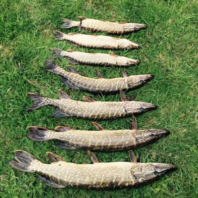 Northern Pike ×7