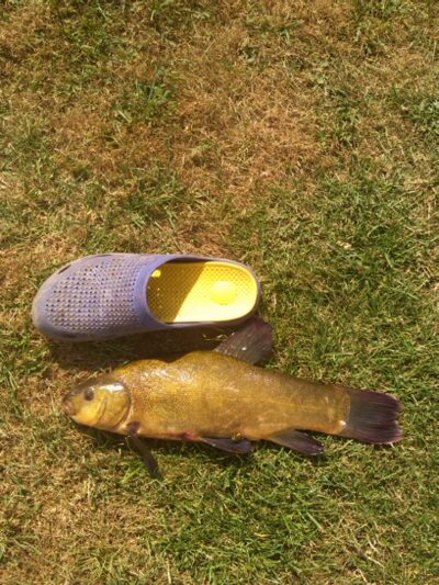 Tench, 1.6 kg — Neman River