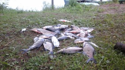 Carp bream ×14 — Ilgutis