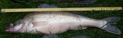 Pike perch, 1.8 kg — Kuršių