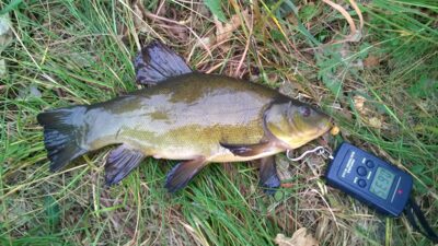 Tench, 0.6 kg