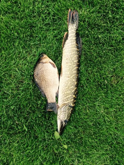 Northern Pike, 1.5 kg