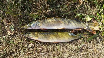 Northern Pike — Pociūnų