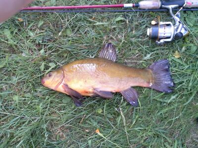 Tench, 1.2 kg — Atesys