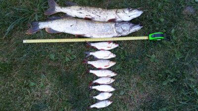 Northern Pike — Dūkštas