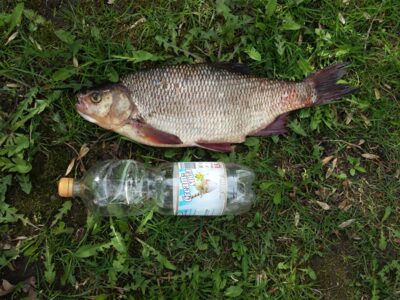 Ide, 1.8 kg — Lėvuo