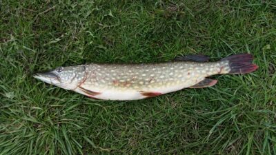 Northern Pike, 2.1 kg — Labūnavos