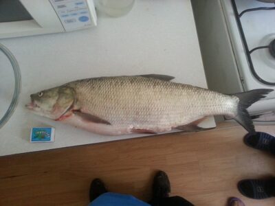Asp, 3.5 kg — Neris River