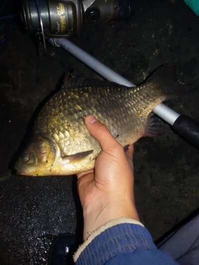 Crucian carp, 0.5 kg — Ekrano gamyklos