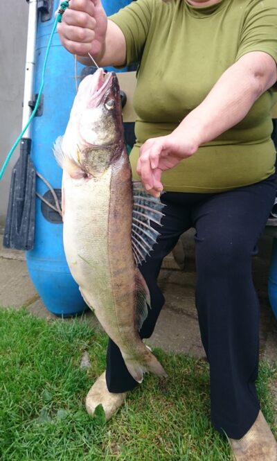 Pike perch, 3.5 kg — Kuršių